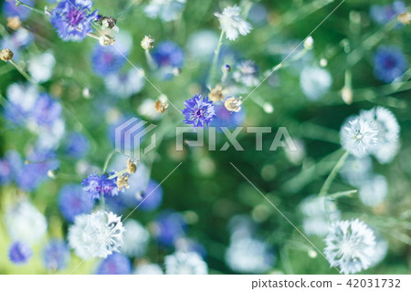 colorful flowers in soft color and blur style for background 42031732