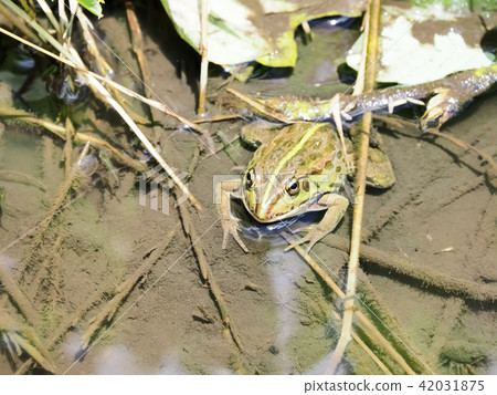 Tokyo dalo frog 42031875