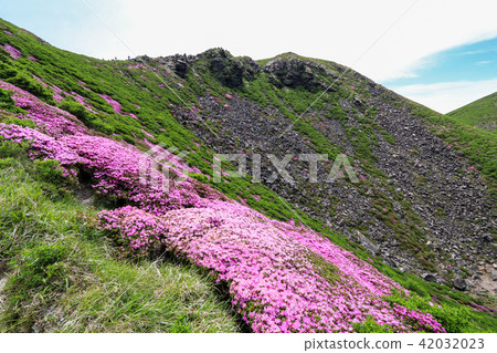 Miyama Kirishima Blooms Kuju Mountains · Tengagashiro Castle 42032023
