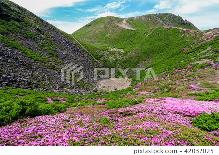 Miyama Kirishima Blooms Kuju Mountains · Kusumiyama 42032025