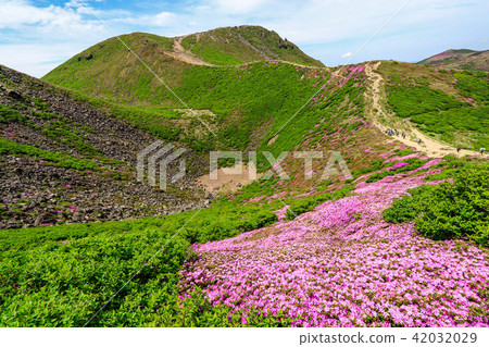 Miyama Kirishima Blooms Kuju Mountains · Kusumiyama Miyama Kirishima Blooms Kuju Mountains · Kusumiyama 42032029