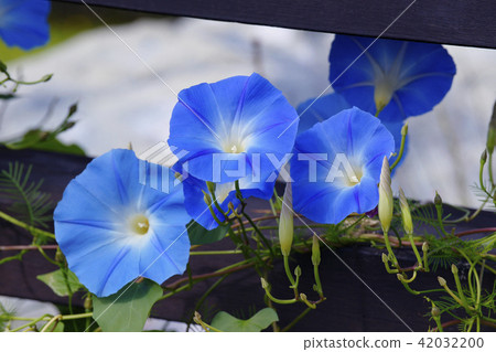 Morning glory 42032200