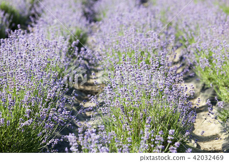 Flowers, lavender, flower field, Gwangyang, Jeonnam Flowers, lavender, flower field, Gwangyang, Jeonnam 42032469