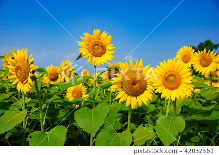 sunflower sunflower 42032561