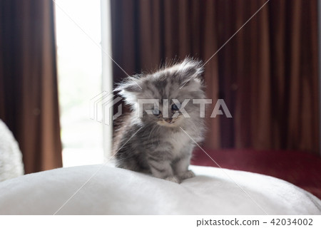 Homeless cat in new home Homeless cat in new home 42034002