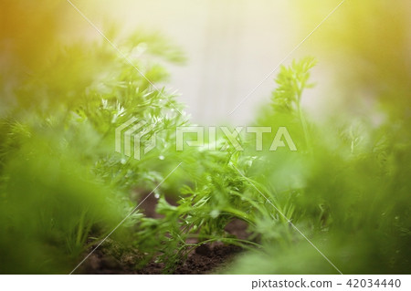 Lettuce growing in a home garden 42034440