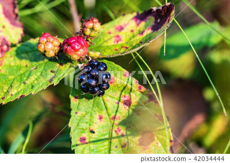 Ripe and unripe blackberry on branch close 42034444