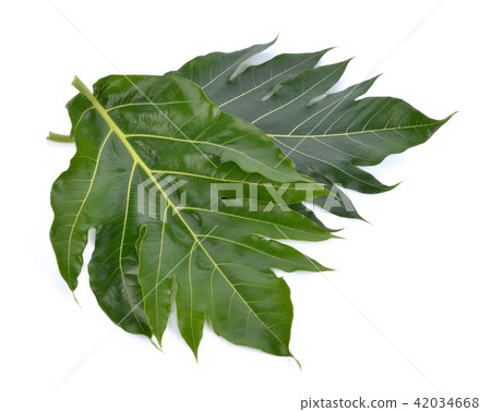 Breadfruit leaf on white background 42034668