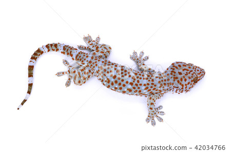gecko  isolated on  white background 42034766