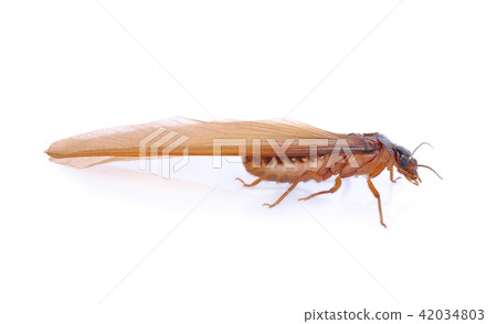 alates,termite isolated on white background alates,termite isolated on white background 42034803