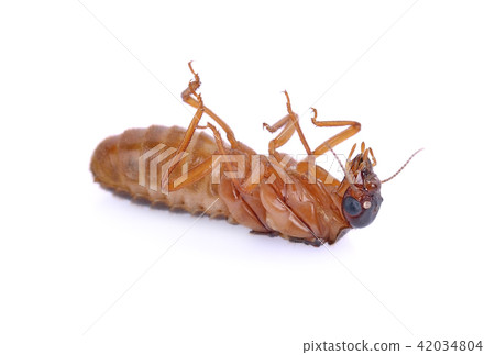 alates,termite isolated on  white background 42034804