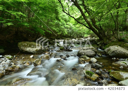 《Hyogo Prefecture》 Beautiful mountain stream 《Hyogo Prefecture》 Beautiful mountain stream 42034873