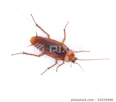 Cockroach Cockroach 42034896