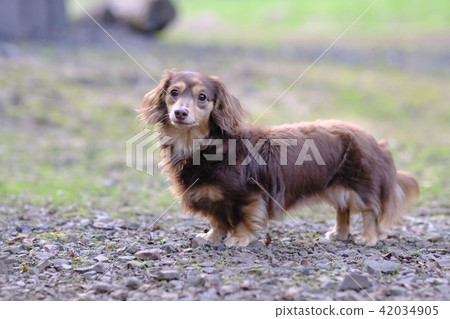 Dachshund Kaninhaen cute Dachshund Kaninhaen cute 42034905