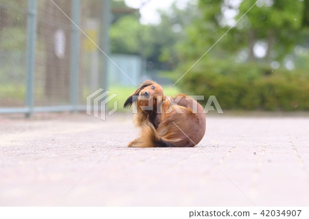 Dachshund Kaninhaen cute Dachshund Kaninhaen cute 42034907
