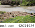 Jeju Island Sea 42034926