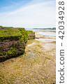 Jeju Island Cliff 42034928
