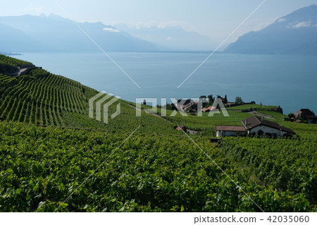 瑞士拉沃區葡萄園 42035060