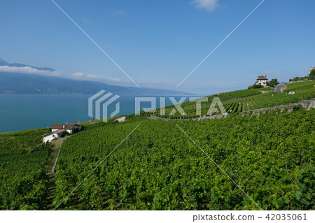 瑞士拉沃區葡萄園 42035061
