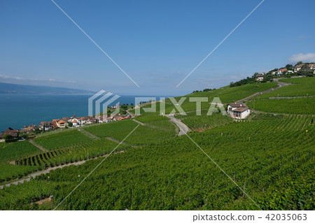 瑞士拉沃區葡萄園 42035063
