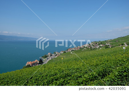 Swiss Lavau District Vineyards Swiss Lavau District Vineyards 42035091