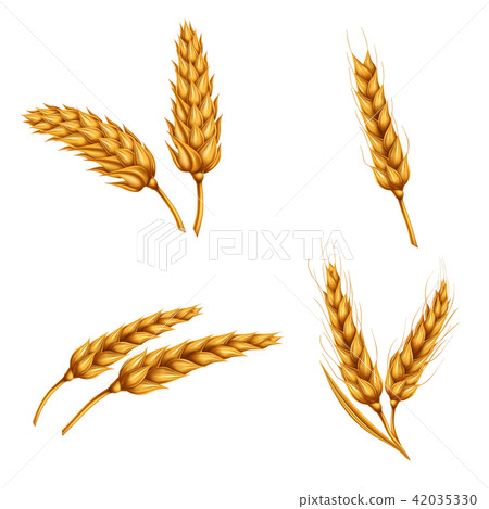 Set of illustrations of wheat spikelets, grains, sheaves of wheat isolated on white background. 42035330