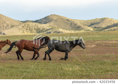 Wild Horses Running Wild Horses Running 42035456