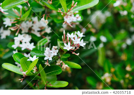 flower  Karanda 42035718