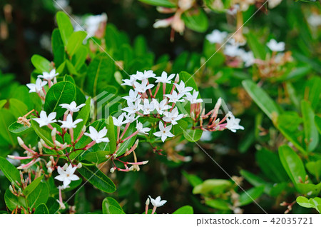 flower  Karanda 42035721