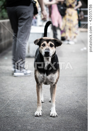 A stray dog standing and looking at the camera. 42035786