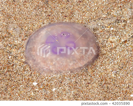 translucent jellyfish lies on a sandy beach 42035890