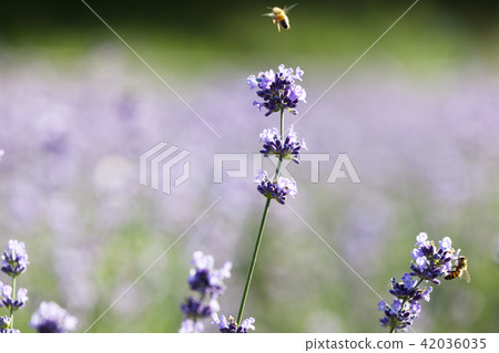 Flowers, lavender, flower field, Gwangyang, Jeonnam 42036035