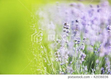 花,薰衣草,花場,光陽,全南 花,薰衣草,花場,光陽,全南 42036036