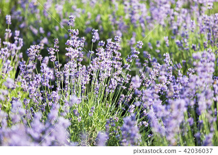 Flowers, lavender, flower field, Gwangyang, Jeonnam Flowers, lavender, flower field, Gwangyang, Jeonnam 42036037