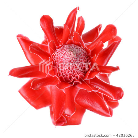 Red flower of  isolated on white background 42036263