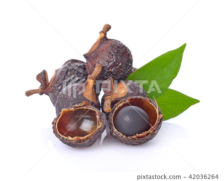 Soap nut tree isolated on  white background 42036264