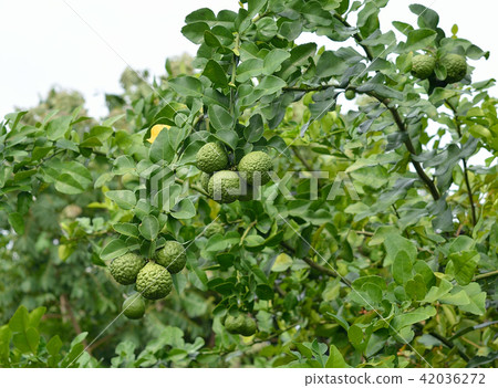 Bergamot on Tree Bergamot on Tree 42036272