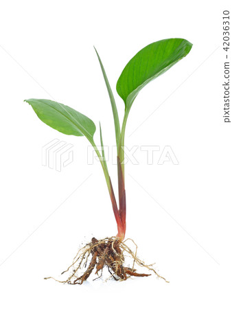 Fingerroot isolated on white background. 42036310