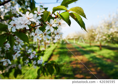 Branch of a blossoming cherry tree Branch of a blossoming cherry tree 42036595