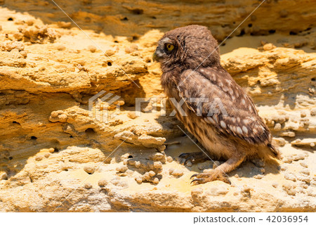 Little owl or Athene noctua on rock 42036954