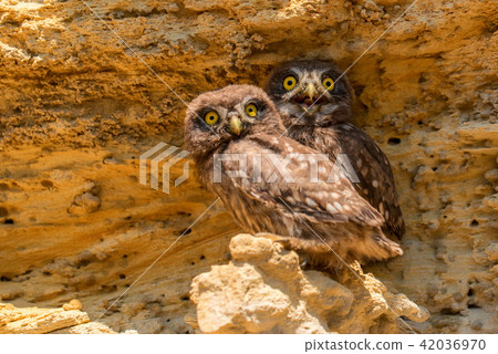 Pair of Little owls or Athene noctua on rock 42036970