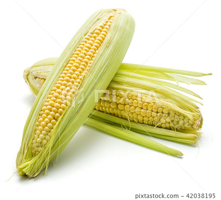 Fresh corn isolated on white Fresh corn isolated on white 42038195