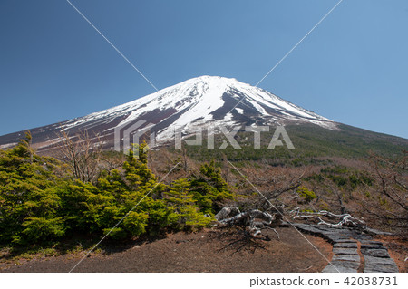 Spring of Okuwa · Oku garden nature park of Mt. Fuji (Yamanashi Prefecture) Spring of Okuwa · Oku garden nature park of Mt. Fuji (Yamanashi Prefecture) 42038731