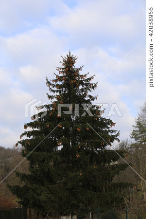 A tree A tree 42038956