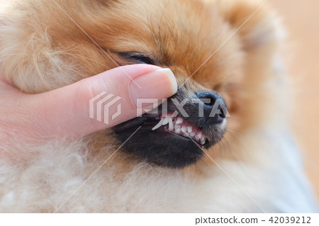 disturbance of teeth changes in dogs of small breeds, puppy pomeranian spitz with two rows of teeth 42039212
