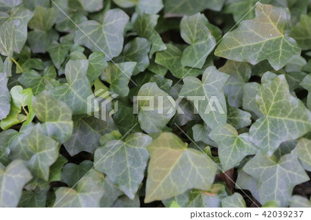 green leafs of plant texture background green leafs of plant texture background 42039237