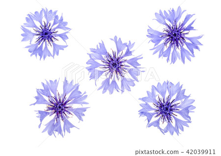 Blue cornflower isolated on white background macro 42039911