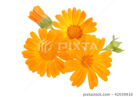 Calendula. Marigold flower isolated on white background Calendula. Marigold flower isolated on white background 42039916