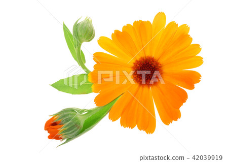 Calendula. Marigold flower isolated on white background Calendula. Marigold flower isolated on white background 42039919