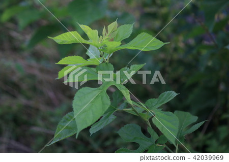 桑葉 42039969